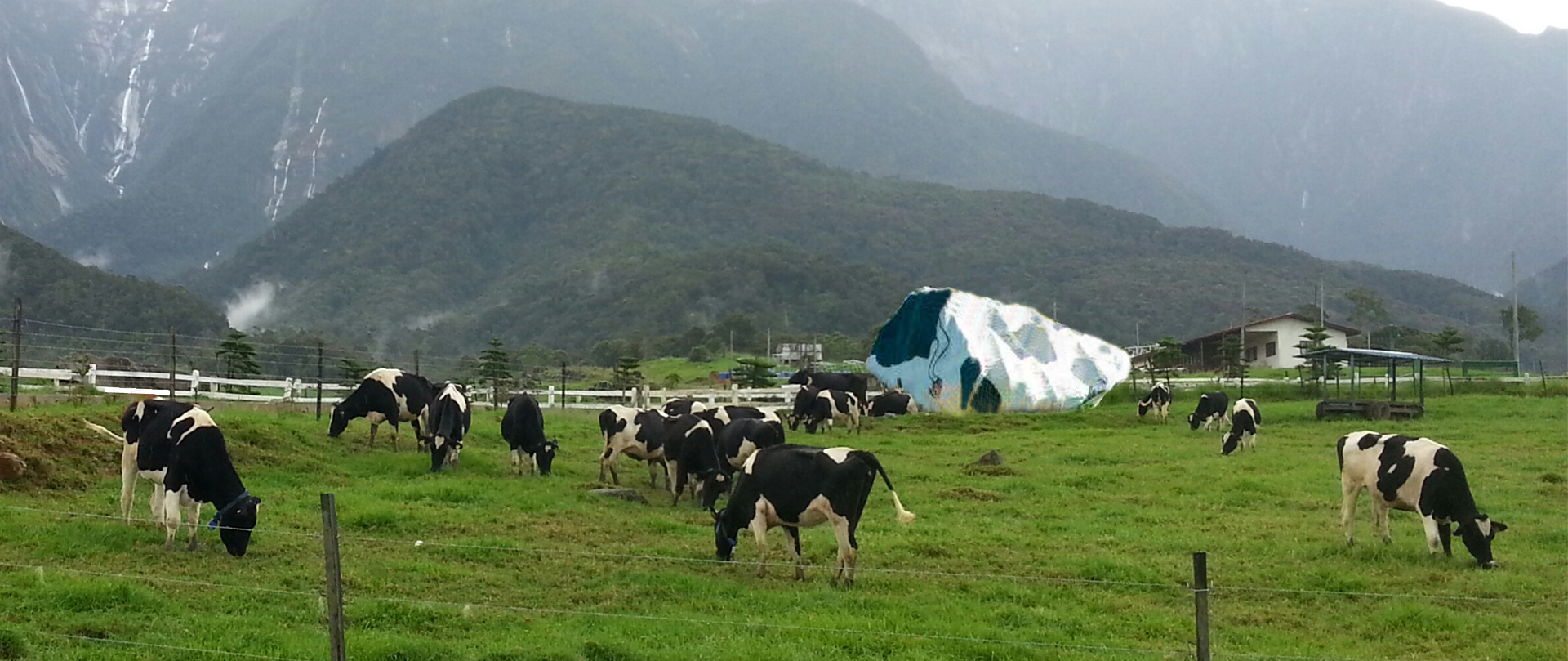 Desa dairy farm